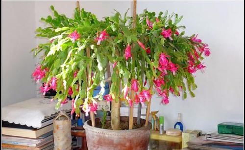 新芽|蟹爪兰不烂根，叶子肥厚，把握好此3点，新芽不断冒出