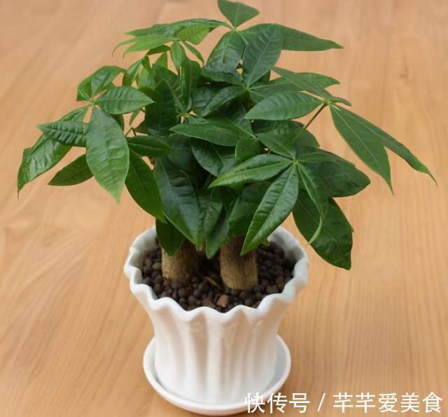 观音竹|建议养花人:4种花,别看不上,养护容易寓意好