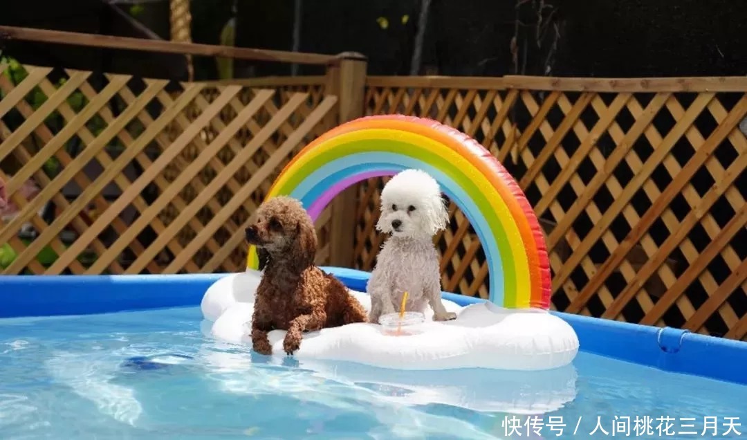 便宜|铲屎官送狗狗去幼儿园，看到发来的照片后却酸了难怪学费不便宜