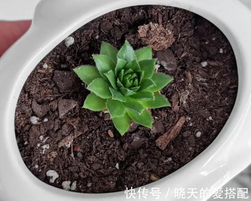 渐入深秋,多肉盆栽不能再搁置在这几个地方了