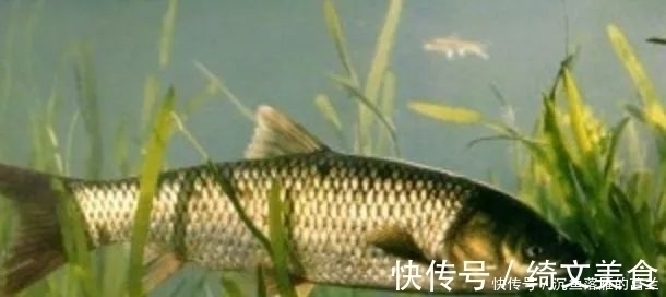 钓草鱼3大技巧,赶紧用起来,保证上的都是大草鱼!