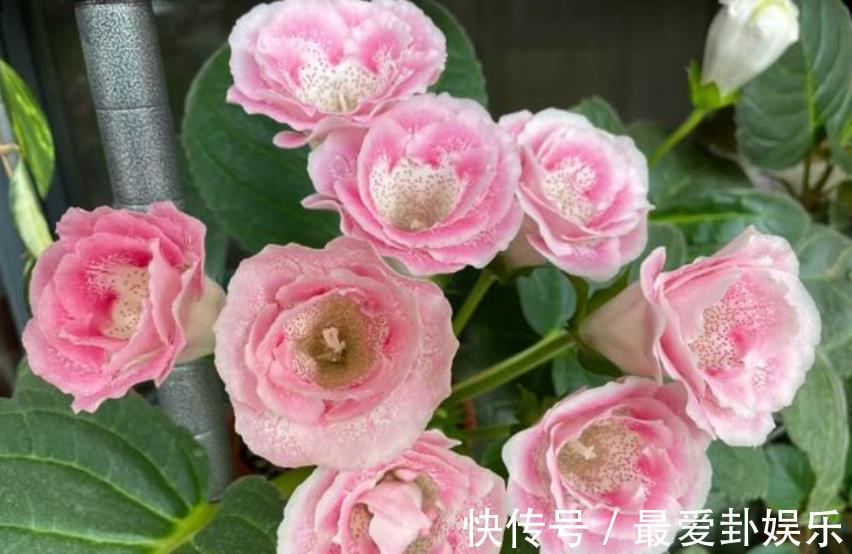 知识|秋天养花，牢记3个重要知识点，养啥花都能轻松爆盆，新手须知