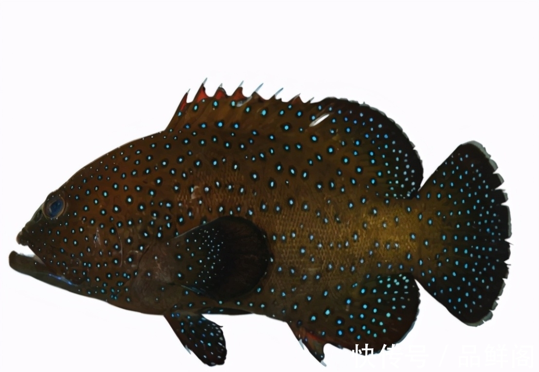 二甲基|5类鱼没营养,对人体有害,但很多人爱吃