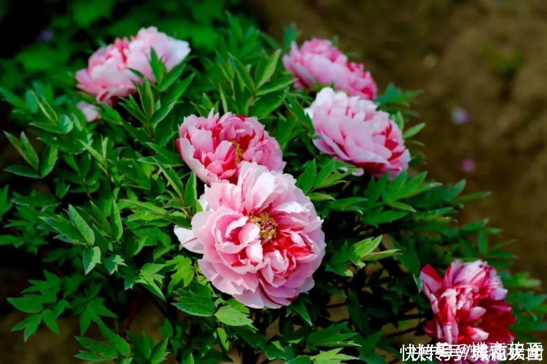 耐旱|超级耐旱花，整个冬天不浇水，还能胖一圈