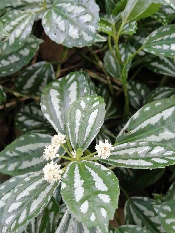 叶子像油画的5种花,耐阴效果好,家里没光也能养