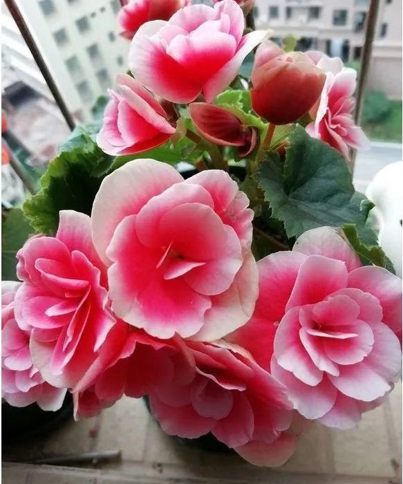 4款艳美的花卉,花大色艳花期长,阳台变温馨花园