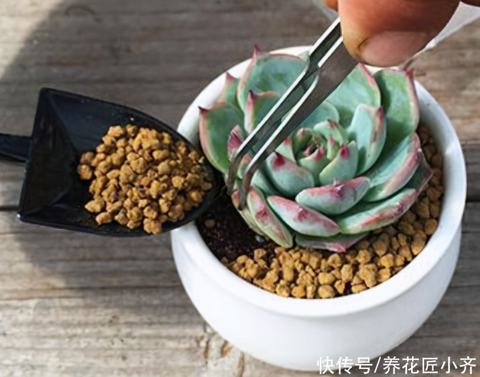 多肉铺面才漂亮,小齐很无奈,只顾漂亮,不顾多肉死活是不行的