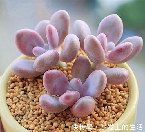 叶片|多肉中的“美人系列”,这六种是代表,养护简单颜值高,适合新手