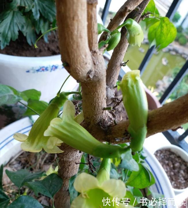 发财树|4种树,花开富贵“好兆头”,难得一见,看看你家有吗?