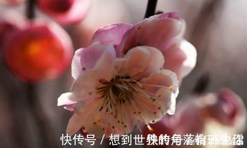 陆游@最唯美的一首词,800多年来无人能出其右,成为宋词压卷之作