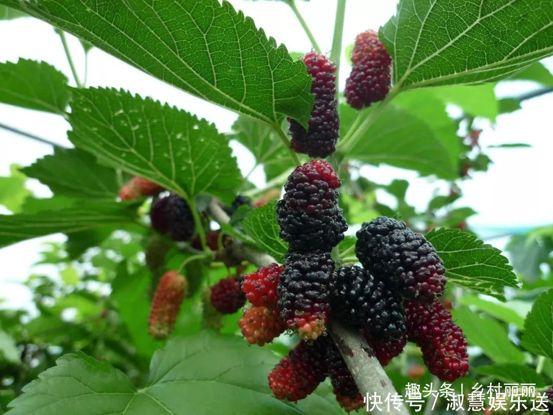  果实|山里的野果是农村童年最珍贵的零食，吃过的至少是90后