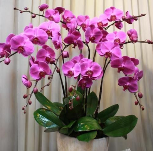 5种花很漂亮,但是不好养,冬天购买需要谨慎