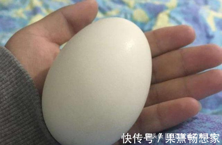 营养|因怀孕坚持吃鹅蛋孕妇就算再无知，也别拿宝宝生命开玩笑
