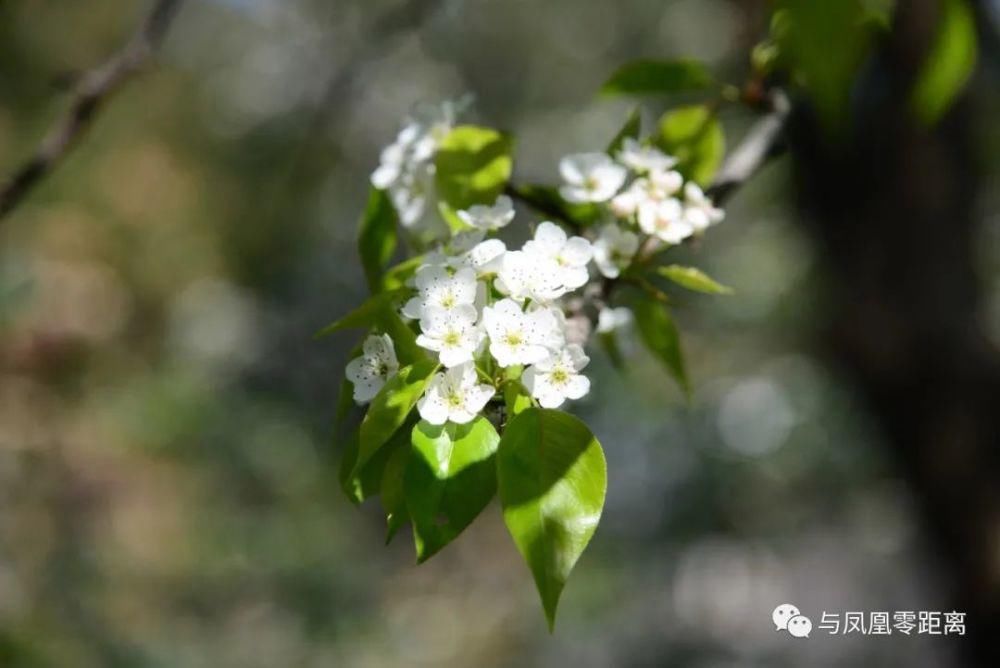 竹溜梨花开啦~