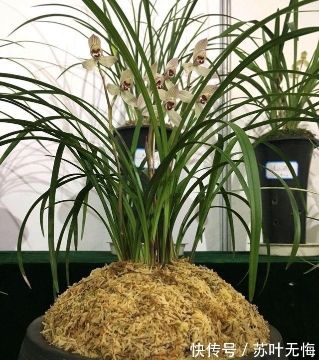 兰花想多冒芽？养护注意三动作，顺利春化，清香宜人小半年