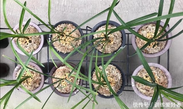 老前辈总结的兰花盖面技巧,记下一句,发芽率和出根率高一倍!