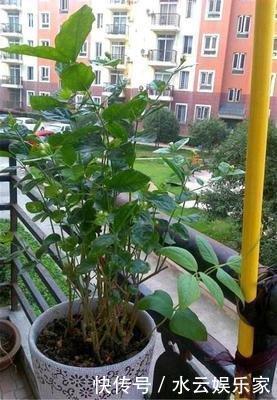 阶段|茉莉花“虚弱”的3个阶段!不能晒!越晒越傻