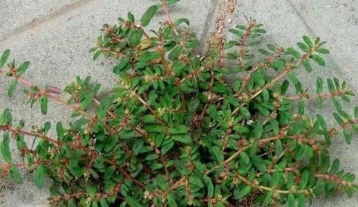 神农本草经|一种野菜是长命菜,让女性的皮肤重返活力,市场上卖的比猪肉都贵