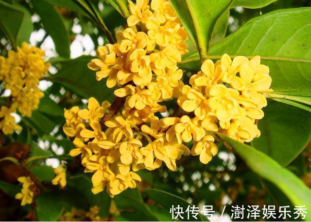 桂花树|“桂花门前栽，贵人立门内”，这四个地方不宜栽桂花树，要知晓