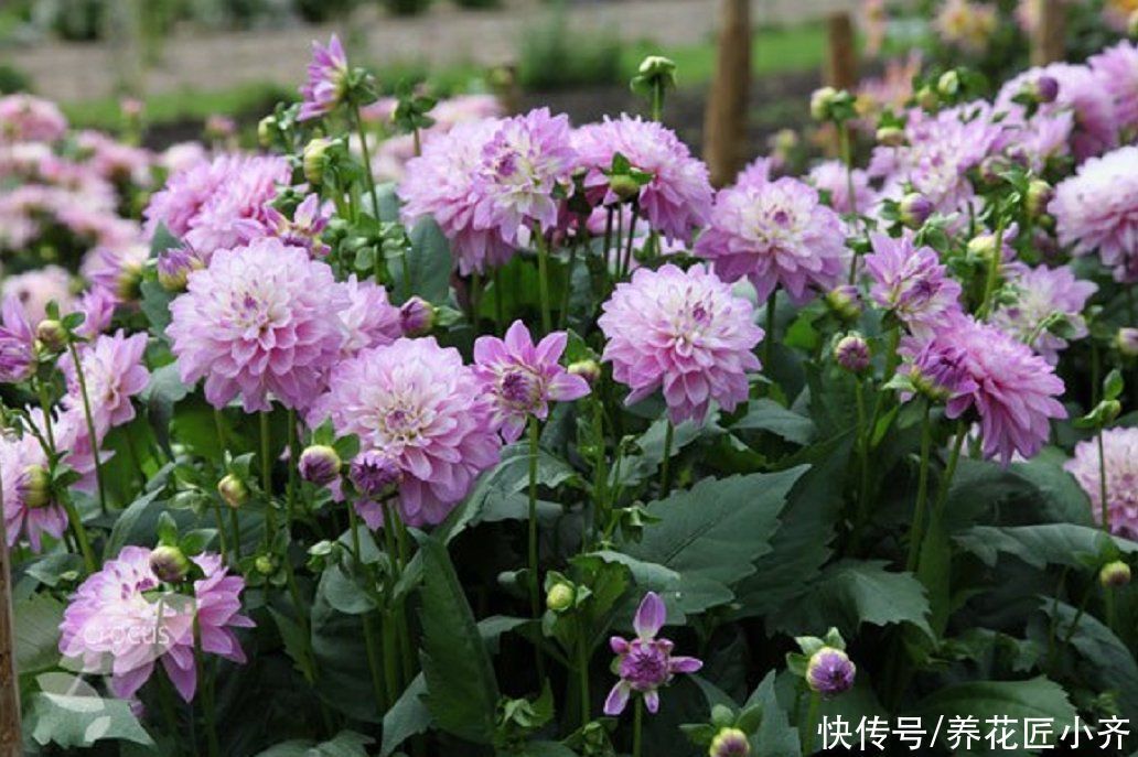 花园|它是花园的“顶梁柱”,从春开到秋,从来不嫌累,关键是好养