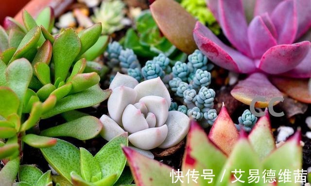 养活|为什么你家的多肉就难养活! ——死亡指南