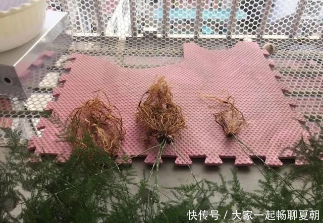 懒人|3种花不用扦插,掰下来就能活,1盆变10盆,懒人也能养