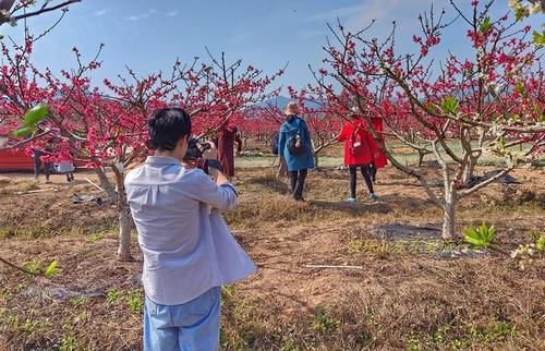 中年|春暖百花开，赏花正当时，蕉岭广福鹰嘴桃花吸引众多游客前往观赏