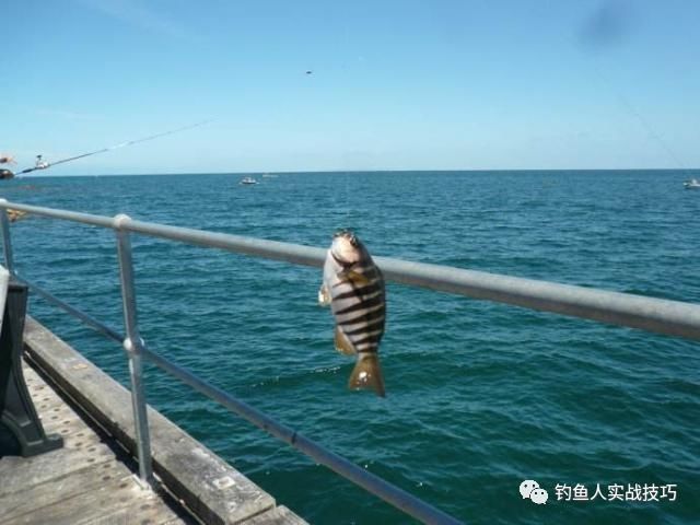 钓鱼老是空军,掌握这几个细节,新手也能爆护