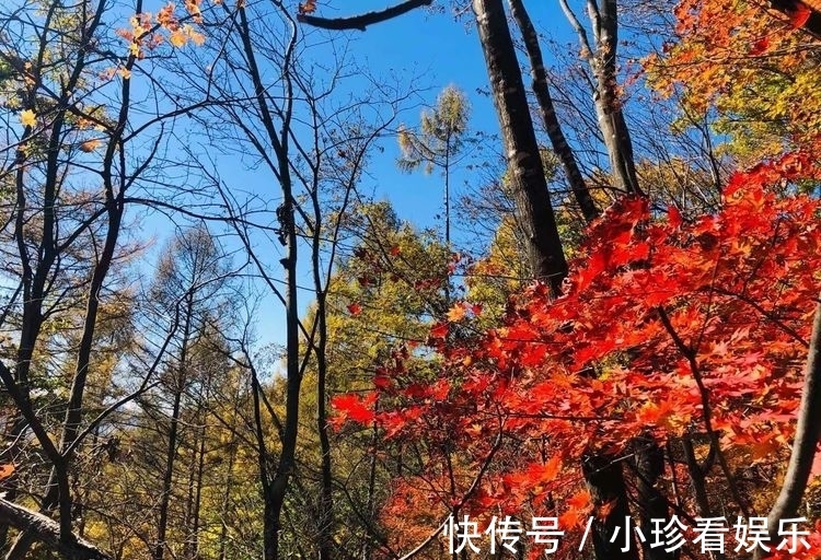 任强|深秋，渴望“万山红遍，层林尽染”的美景（随笔）