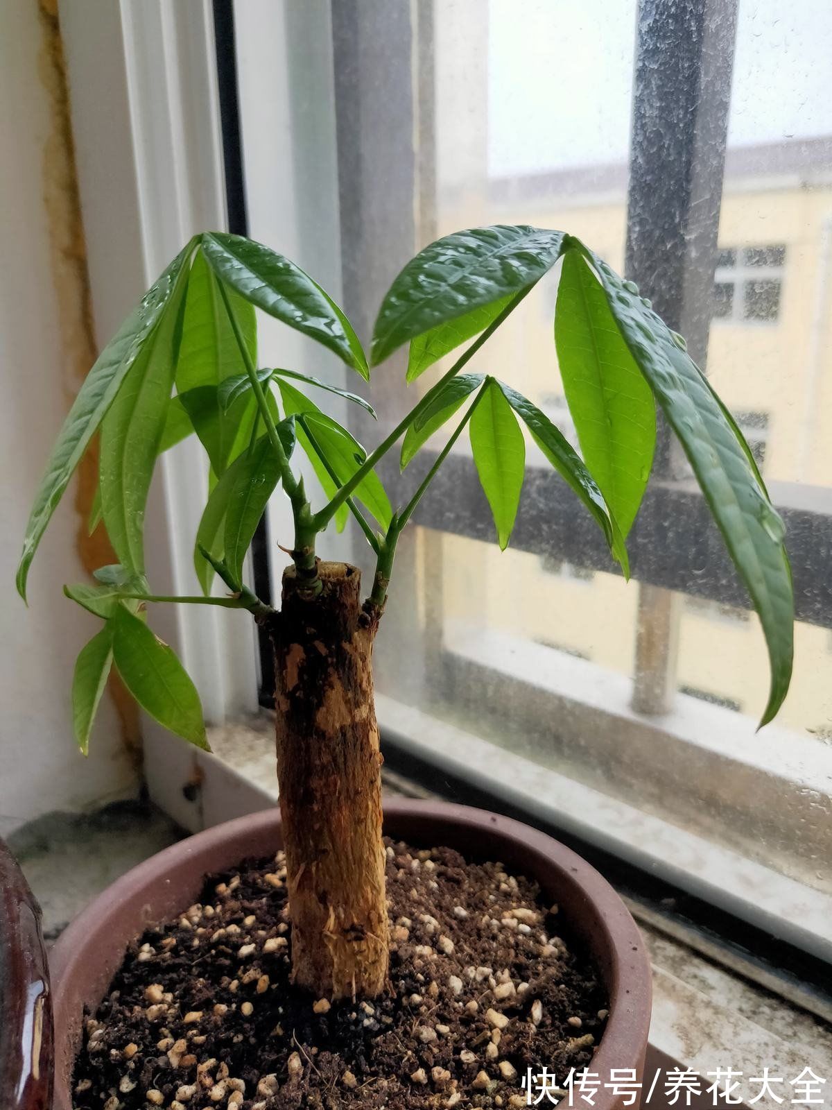 花花|养4种花别“手贱”，粗放养护才能养得好，越勤快越养不活