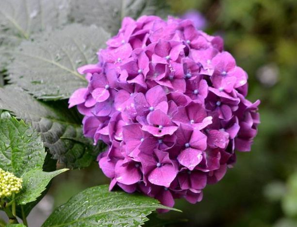 这些花朵超好养,随手一种就能活,轻松开爆盆,花朵美艳又迷人