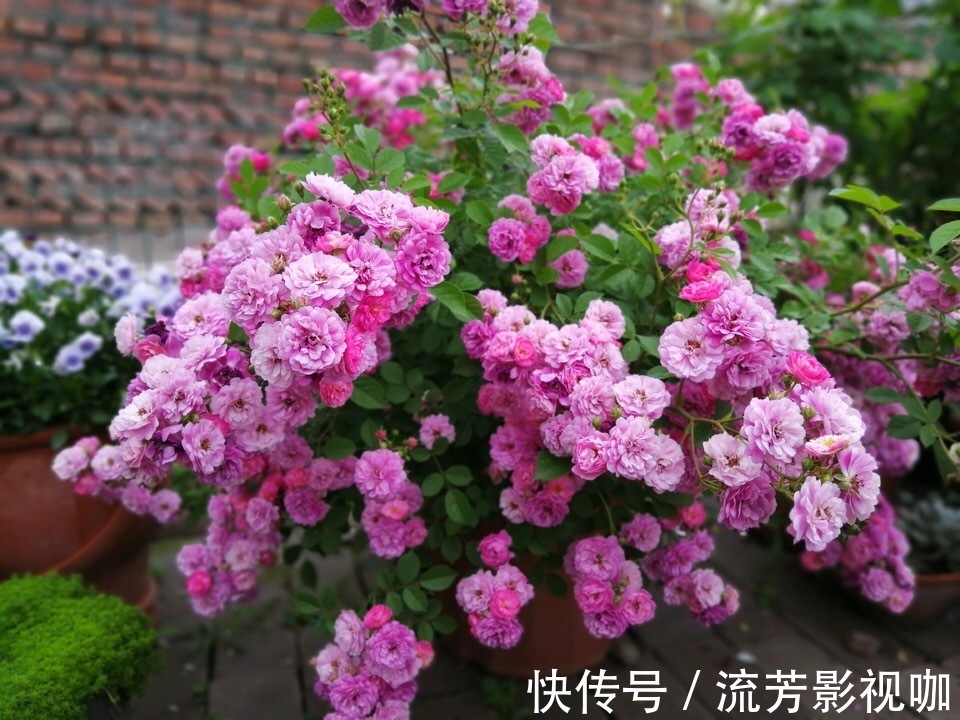 钾肥|想让月季开花多，记住5月做好“几件事”，花苞一茬又一茬