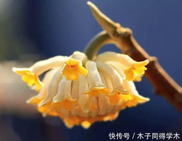 打结花!真漂亮啊!