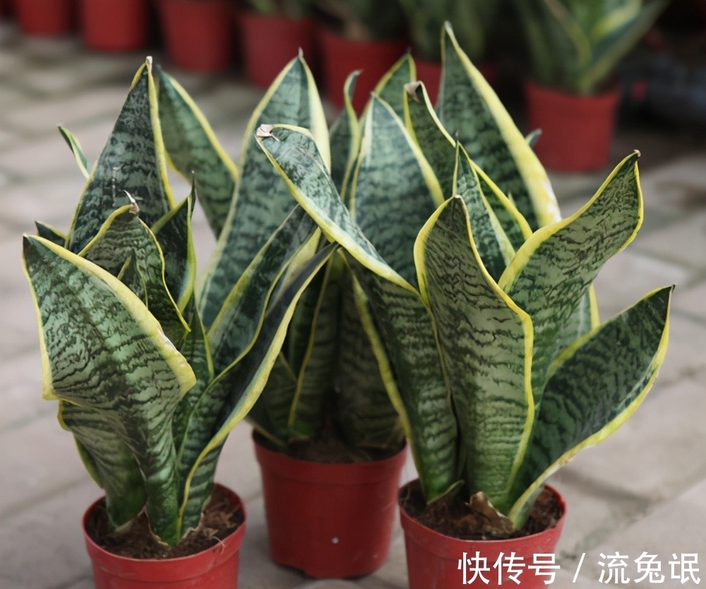 玉树|养花遇到这几种情况,花要换盆!换盆后管理技巧