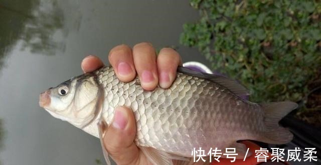 鱼类|无鱼吃钩咋办？大部分钓友补窝！老钓友通过5点改善