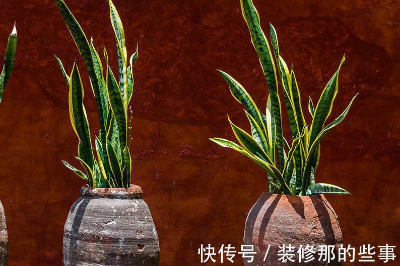 植物|4种养不死的花,省事还好看,太值得拥有了