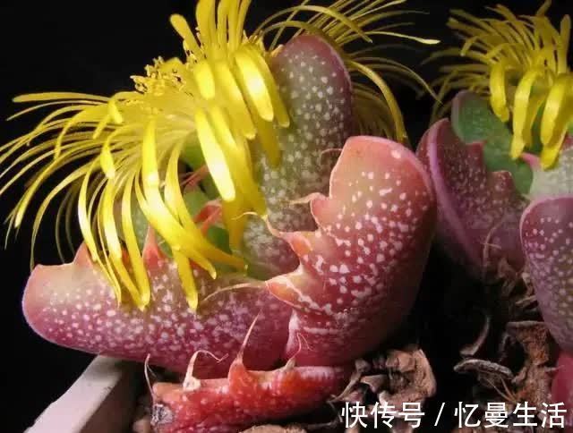 土壤|这几种多肉很漂亮,认识的人却不多,你认识几种呢?