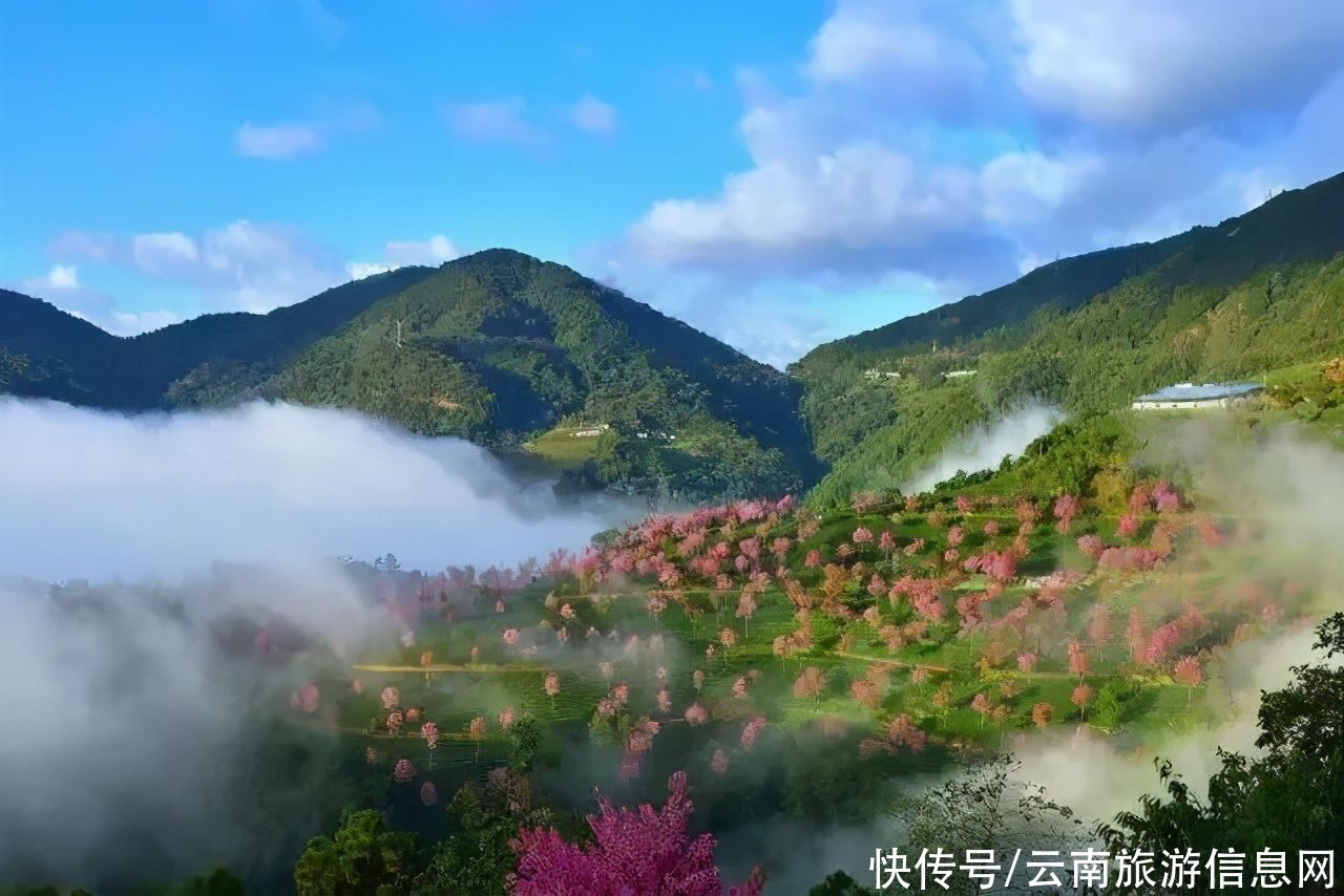 樱花|无量山2000亩的樱花开了，等你来