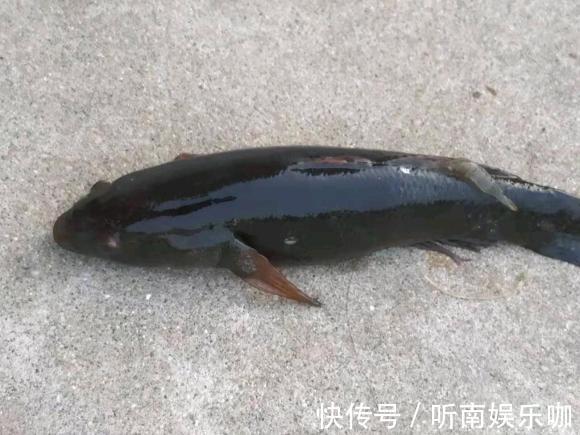 土憨巴|深圳一钓鱼人钓获呆子鱼,又黑又丑担心不能吃,网友:多加葱姜蒜