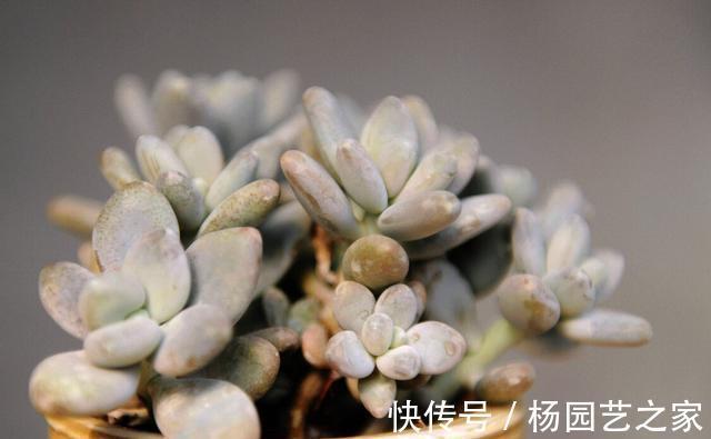 皮实|夏季养殖多肉,以下品种耐热耐晒,皮实又好养