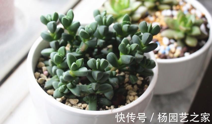 鹿角海棠|普货多肉不普通,选这3样盆栽成老桩,比贵货还受人欢迎