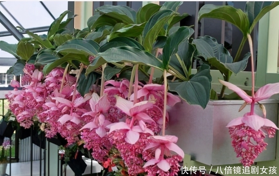 客厅养盆“贵妇花”，珠光宝气，雍容华丽，朋友来串门，倍有面