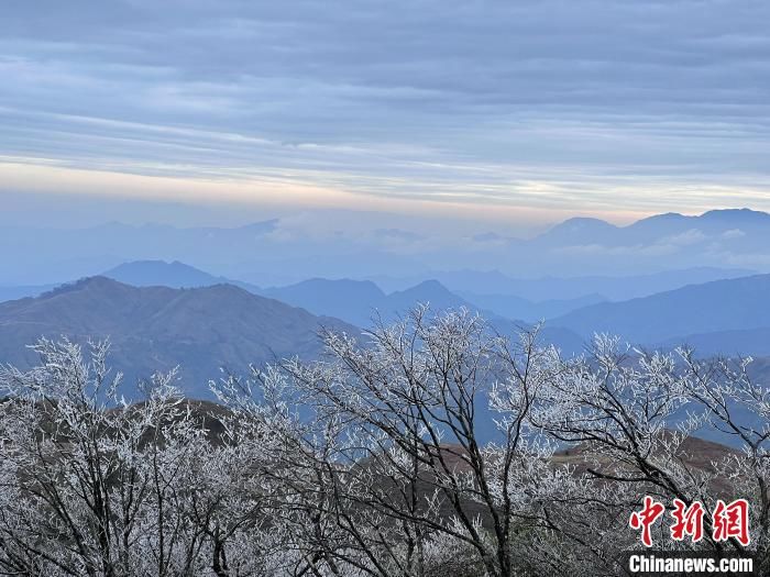 桂北|桂北高寒山区寒潮下树木一夜“白头”