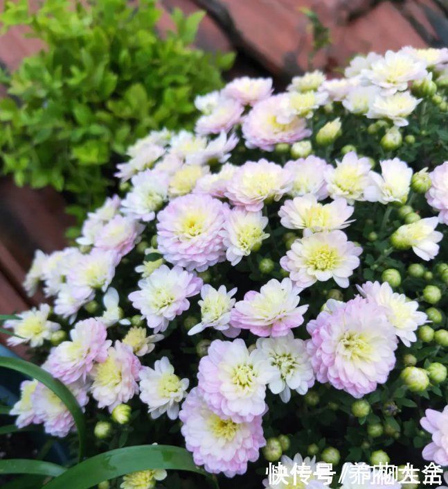 水仙|上万块的蟹爪兰,开花像烟花,养过的人不多