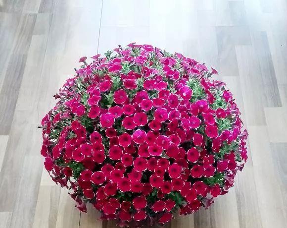 花开败后,手痒剃了个头,剃完就开花,一直剪一直开!