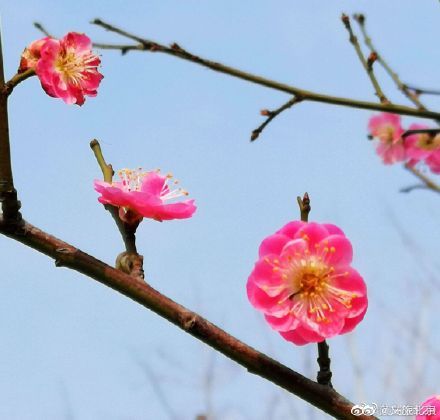 遇见|明城墙遗址公园梅花悄然开放 踏春游园正当时