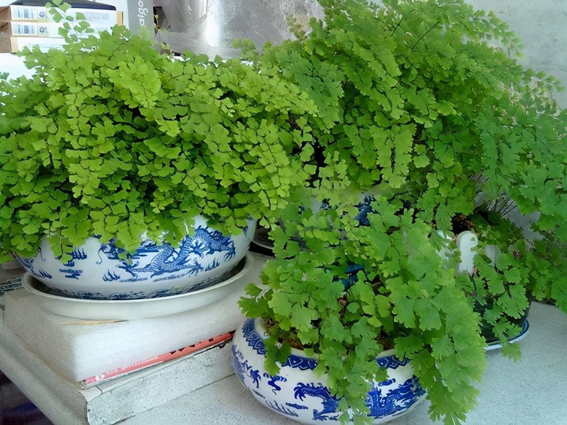 喜阴花卉|卫生间可以养花吗？三种花卉，耐阴好养护正适合