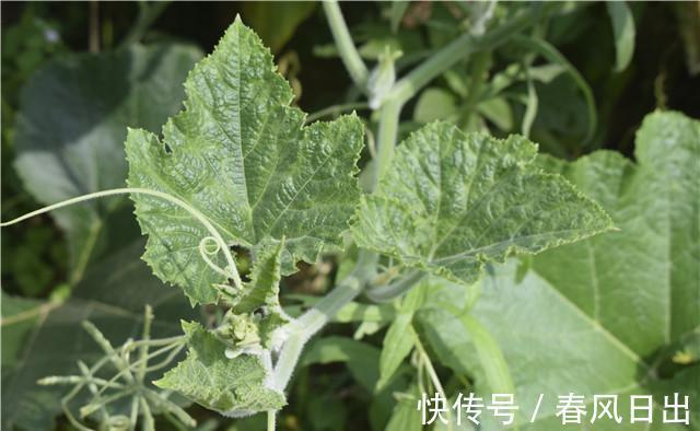 农村一种越暴力洗越美味的蔬菜,味道清香而独特,一般人没吃过