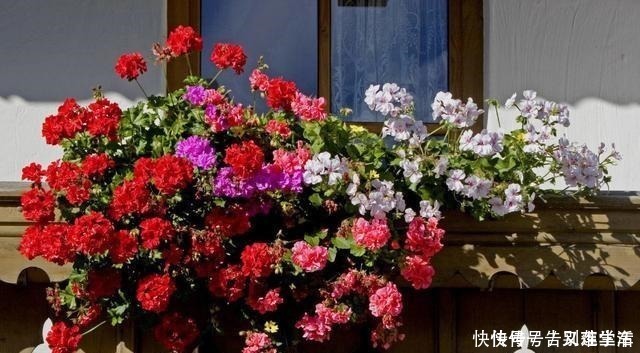 扦插|适合“现在”扦插的“6种花”，动动手，省下很多“买花钱”！