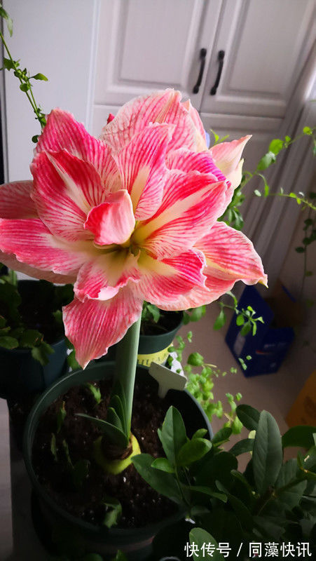 喜欢养菊,就养盆“精品菊花”富贵菊,花开艳丽多姿,寓意美好